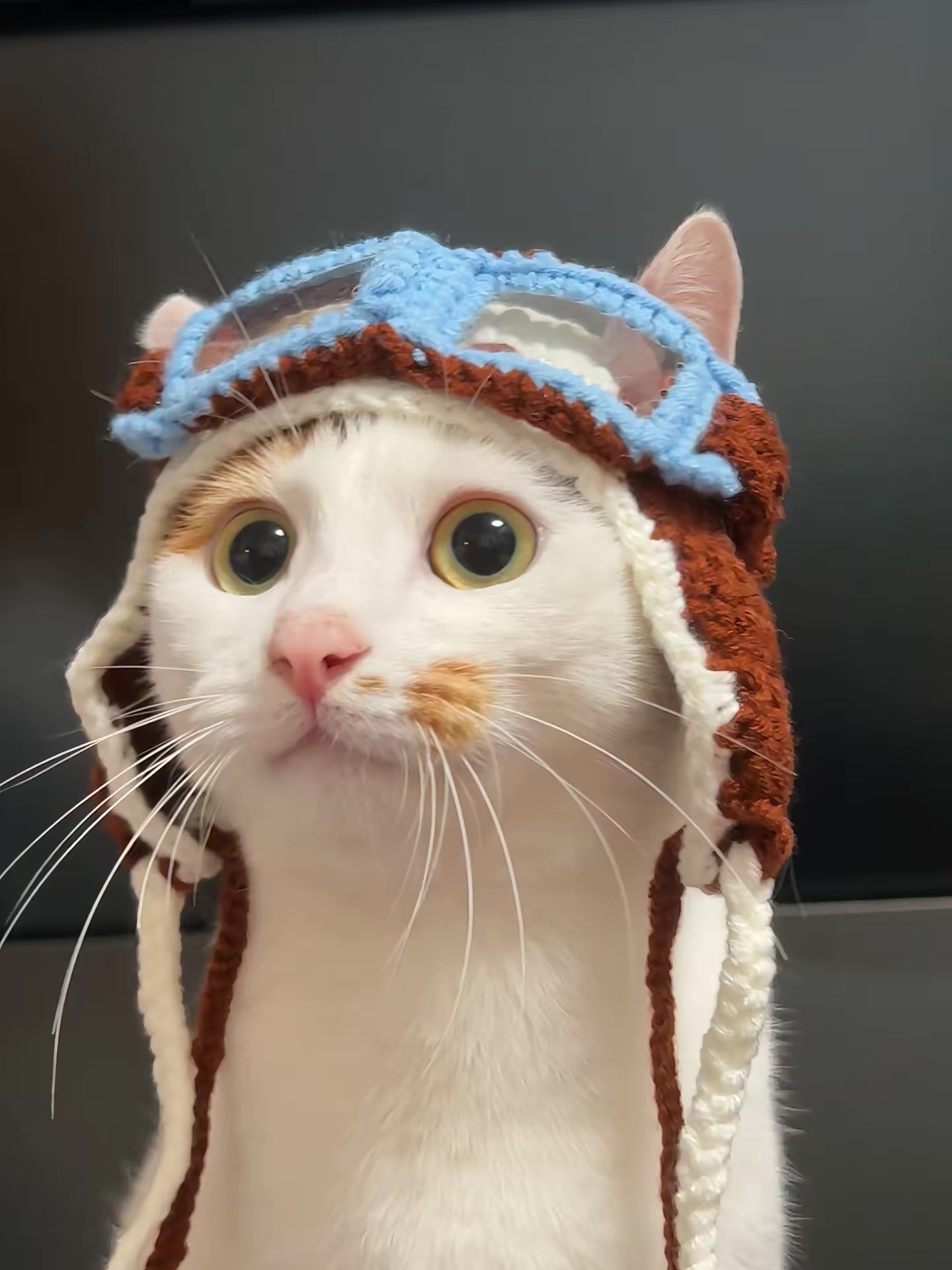 梦想成为飞行员的猫咪