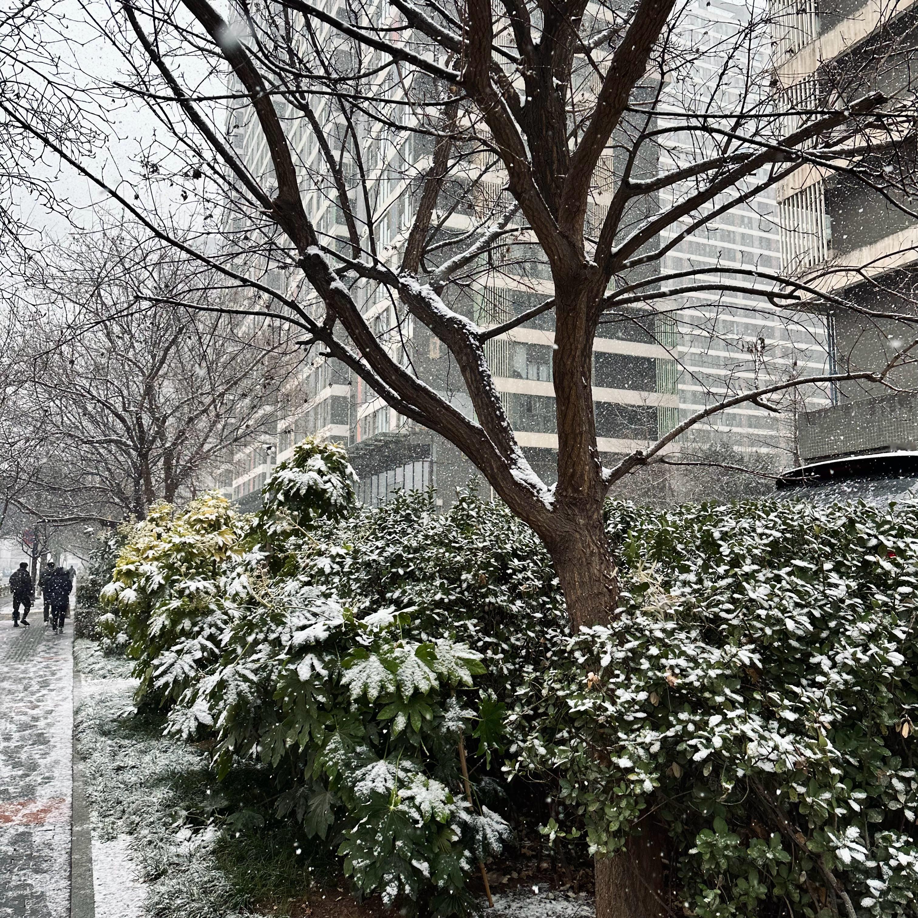 来西安看雪吗 宝宝 ​​​