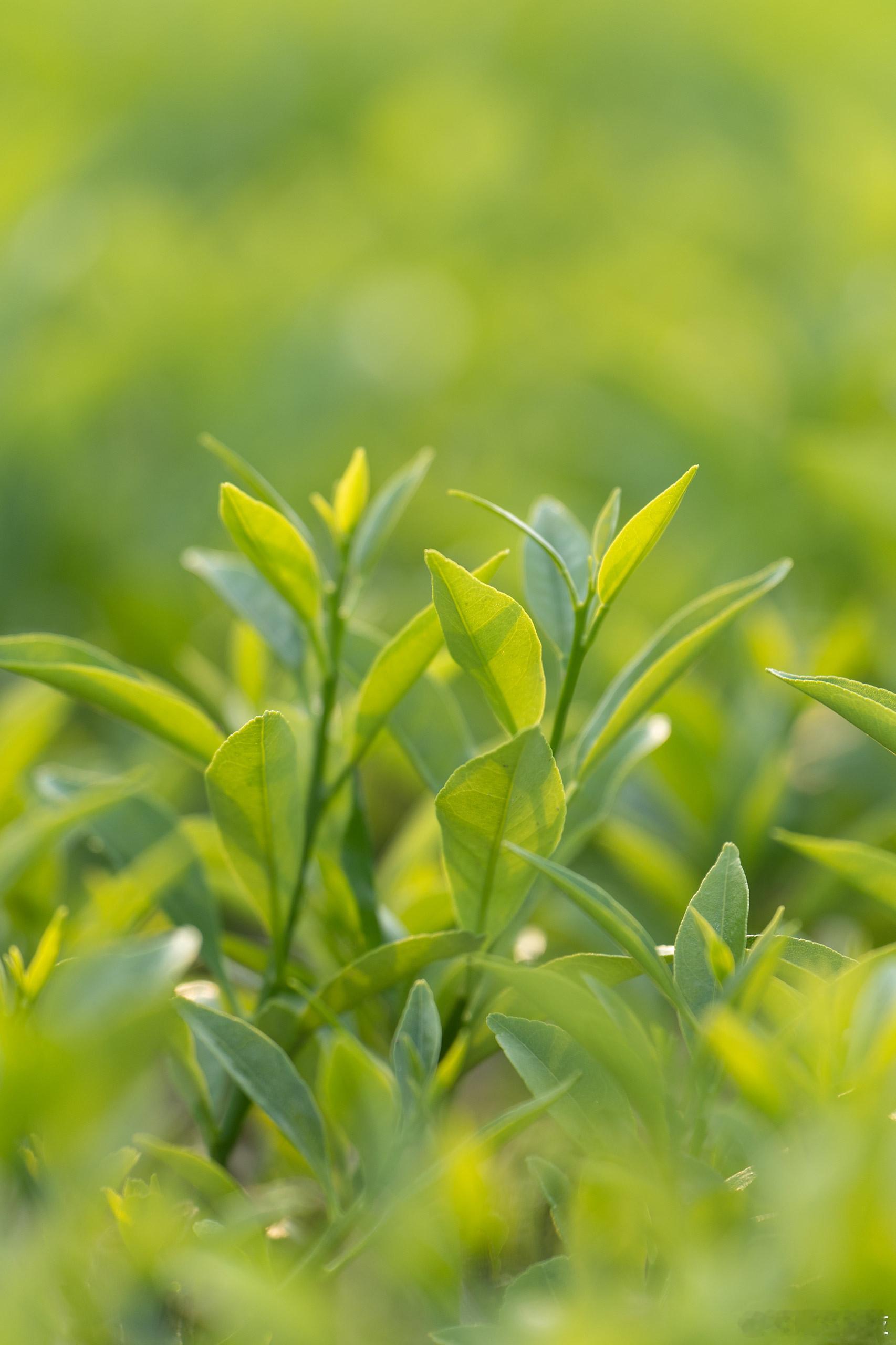 春天的浪漫，是花草先到的 