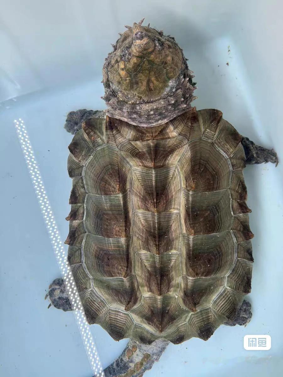 极致大鳄龟，动物凶猛