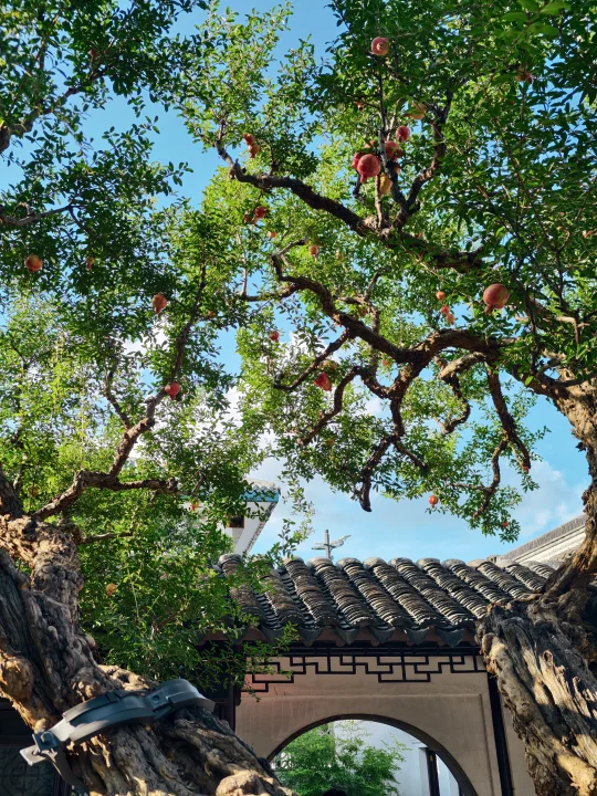 去年的顶流怡园石榴，又悄悄红了……