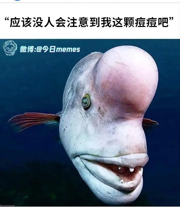 谁家红点镜（9gag） 今日meme[超话]   