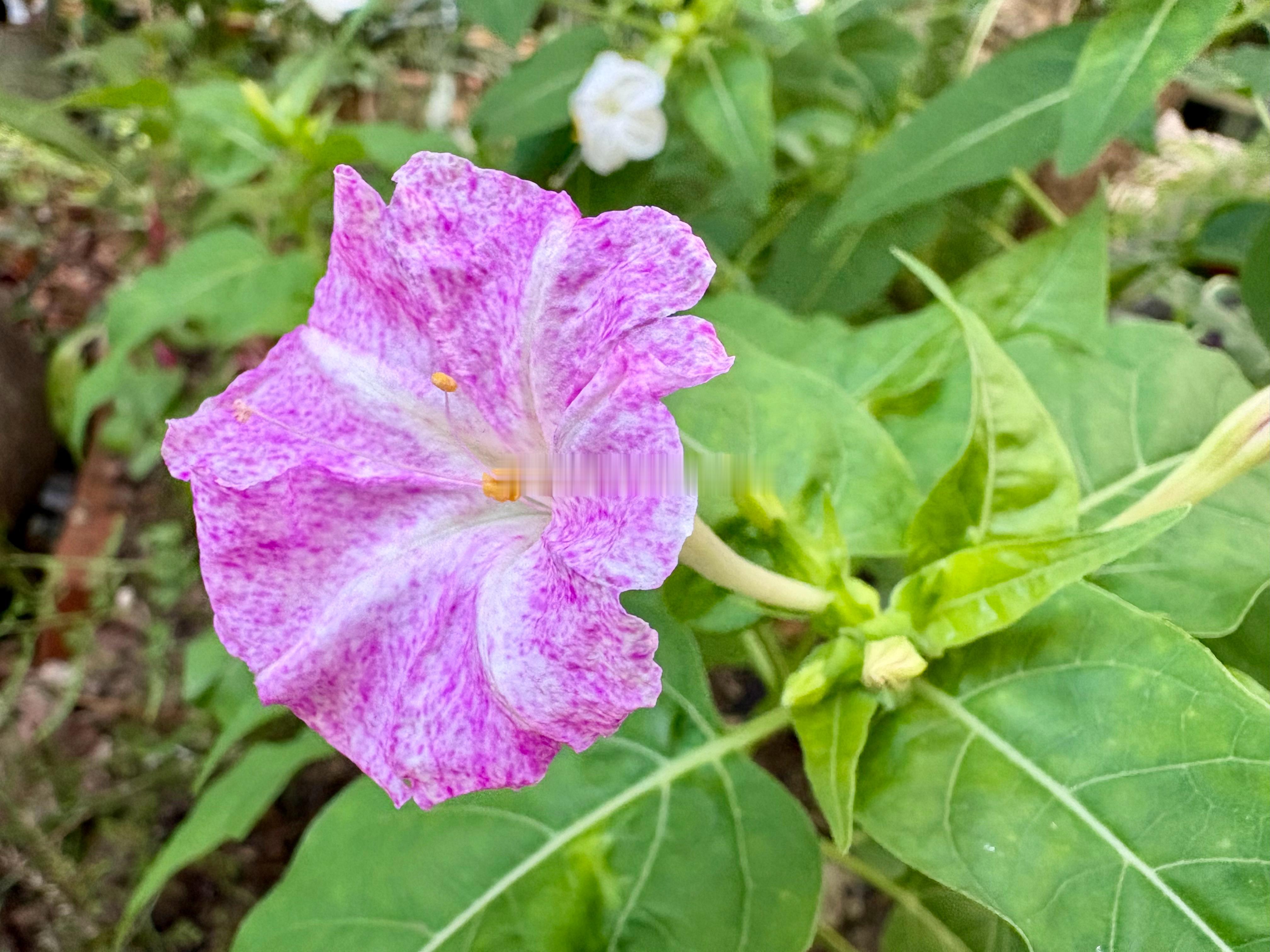 傍晚的花园是地雷花的香味，这样色儿的地雷花见过吗？[偷笑]我们小时候都叫它地雷花