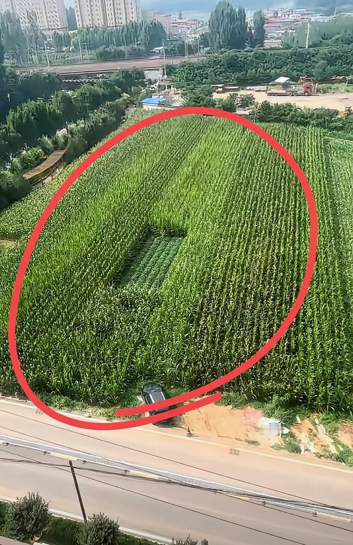 这户人家很聪明啊，在地中间种菜 ​​​