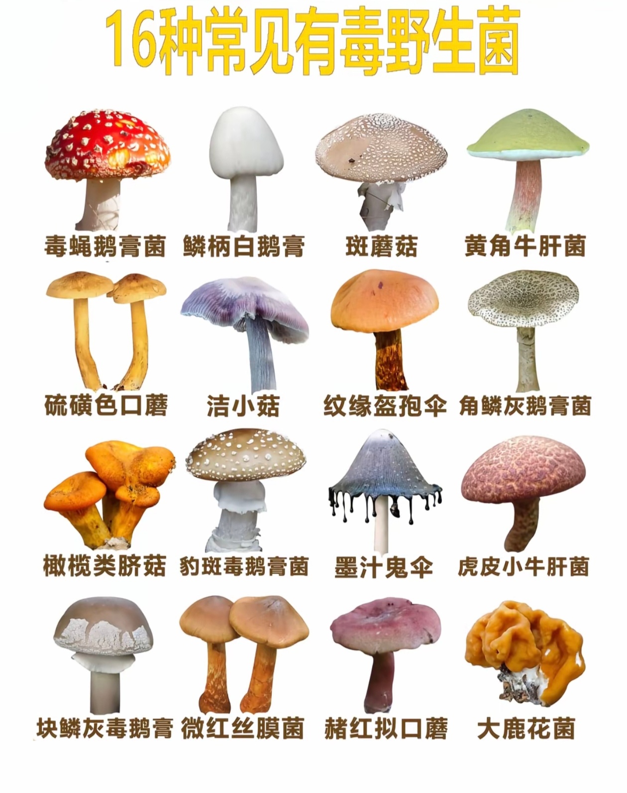 一家三口AI识菇中毒4岁女童进ICUAI不是全能的，可信度也不是百分百，这种事情