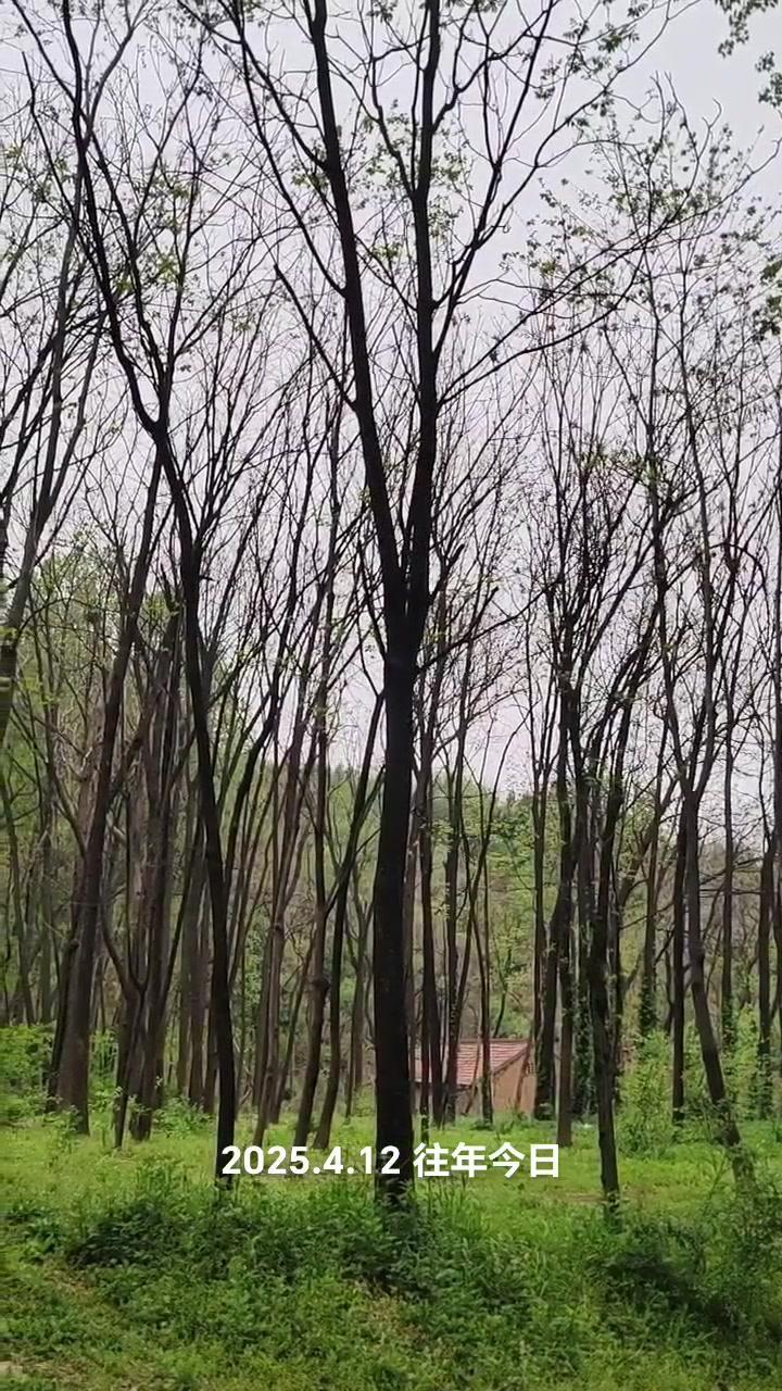 🌳走进虎峪的树林，像闯进了绿色的童话世界！阳光透过枝叶洒下，空气里都是草木的清
