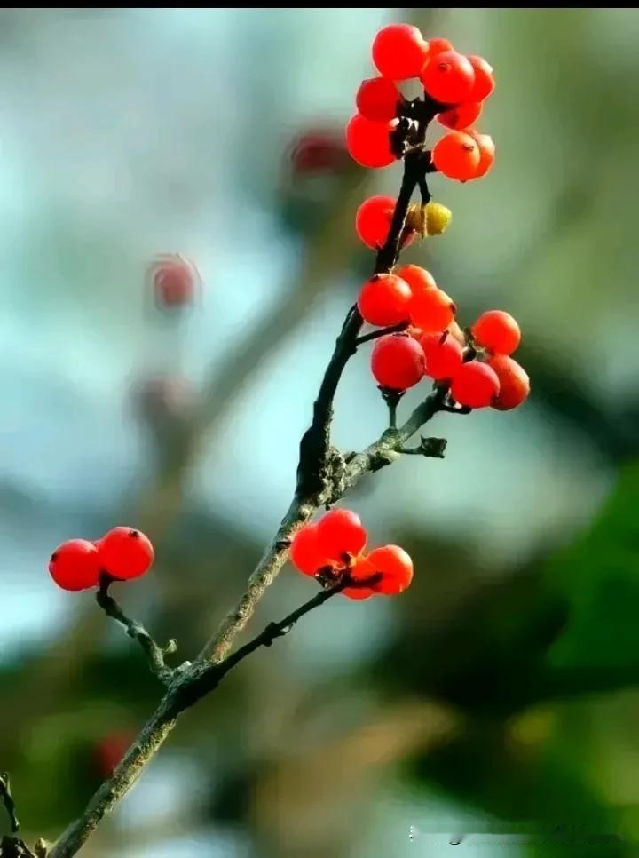 《后悔》
寂寞孤单喝闷酒，
情不自禁想前友。
曾经花前月下伴，
如今孤身泪空流 