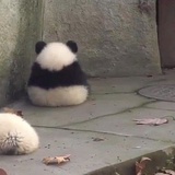小幻玩玩汽车