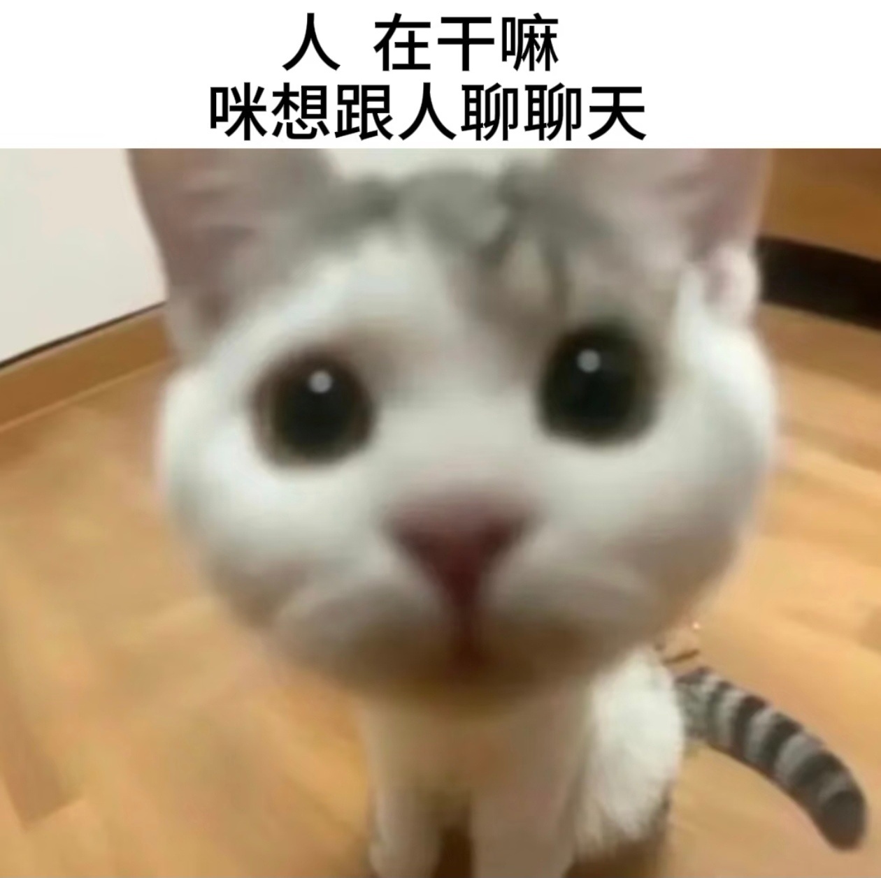 小心思很好猜的一只猫[可怜] ​​​