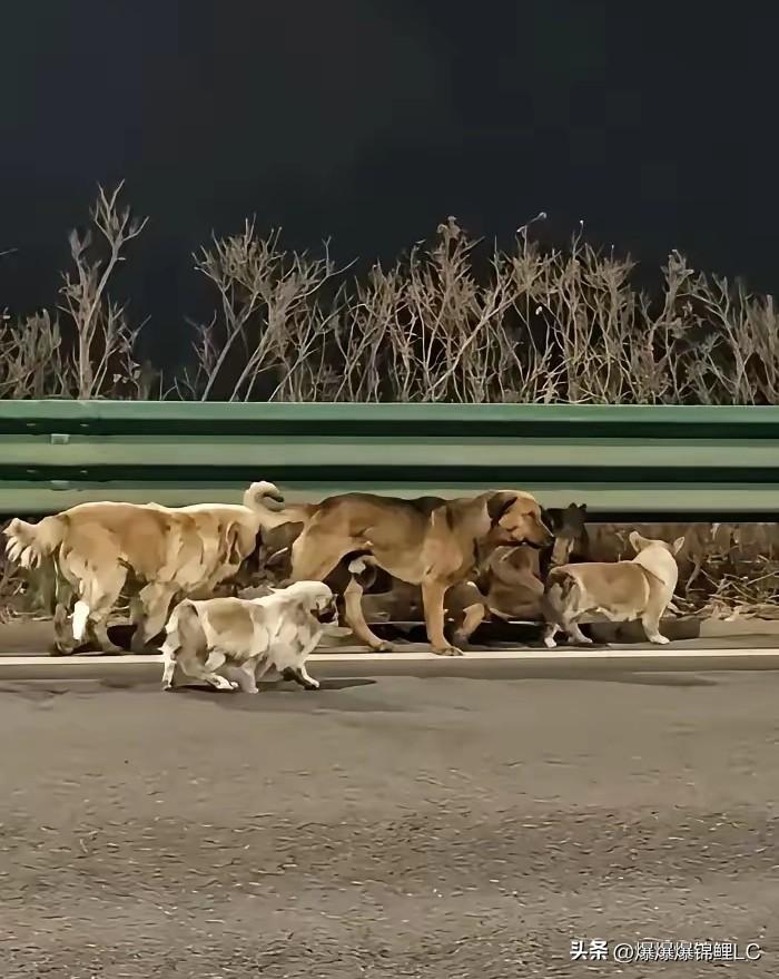 长春那7只被偷的狗子算是在鬼门关走了一遭。

都是一个屯子里的德牧和金毛啥的，平