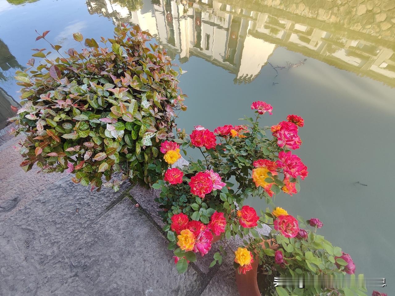 美丽的玫瑰花
还是月季花
太赞了
河边的美丽的花朵
太美了手机镜头里的花 
月季