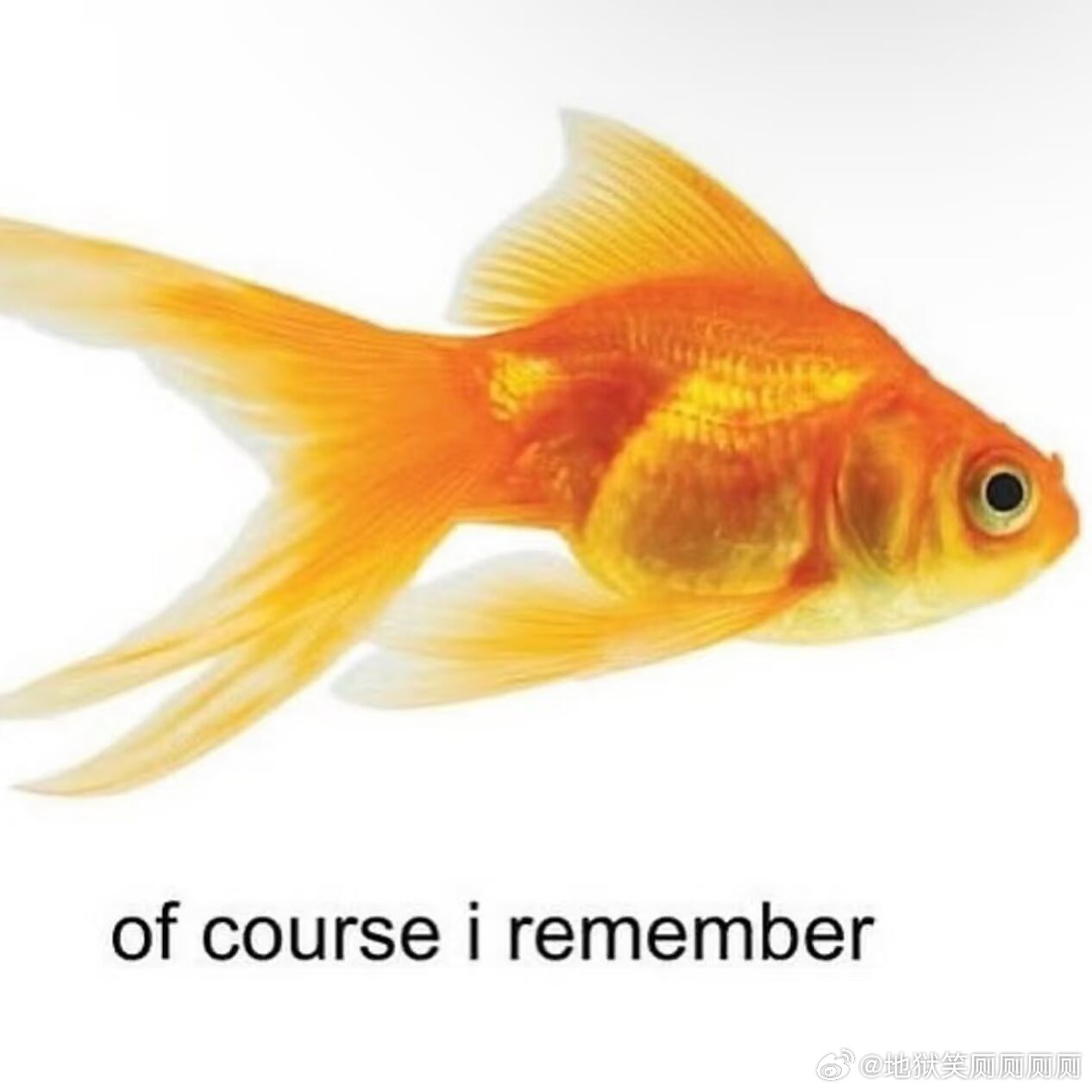 1358我保证的时候belike： 