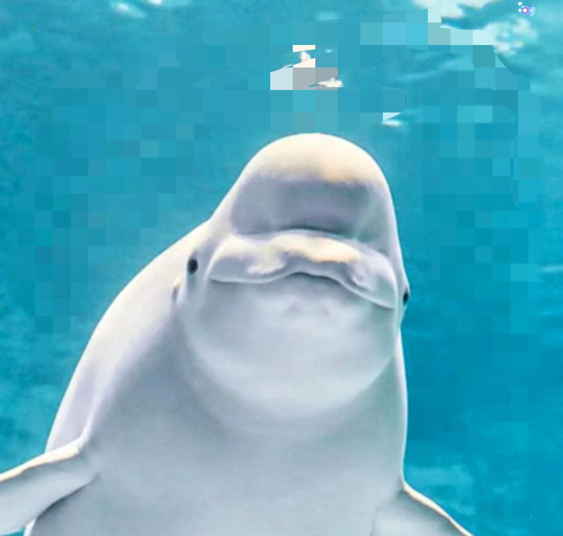 加拿大海洋世界30头白鲸没饭吃，快饿死了。

珠海长隆说：卖给我吧。加拿大渔业部