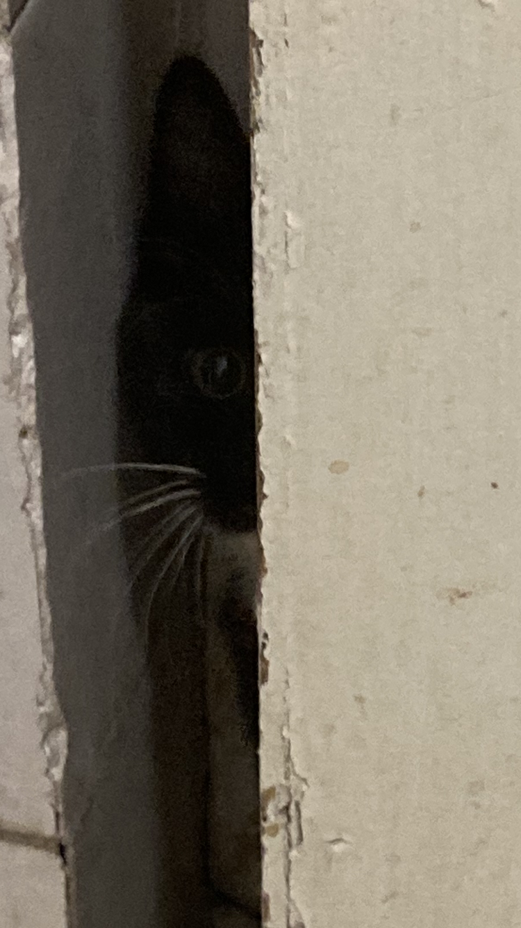 猫猫祟祟 