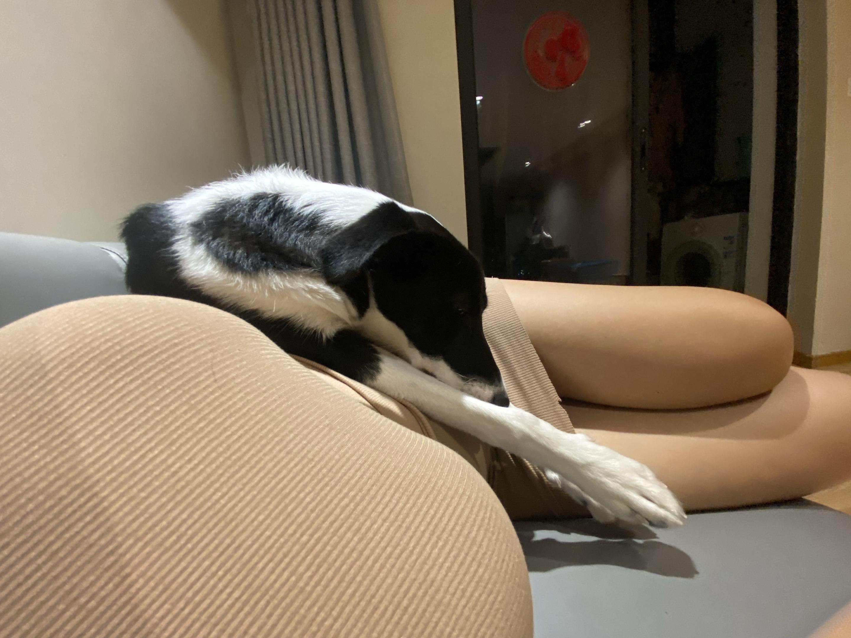 狗 ，你非要挤在一起吗