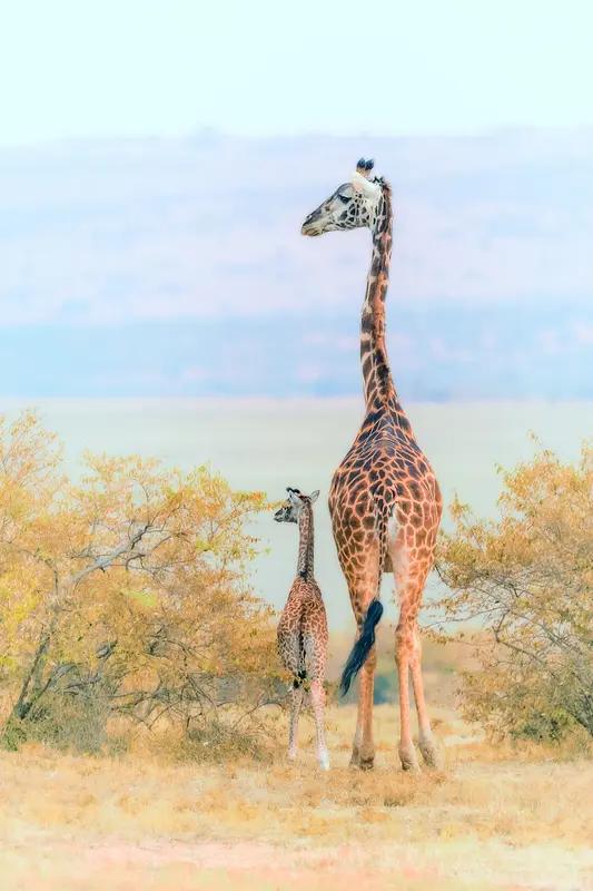 “爱护动物，人人有责”可不是一句空话。之前看到个事儿，老师带小朋友去动物园，到长