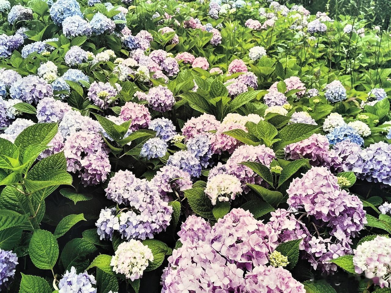 夏观万紫干红。
