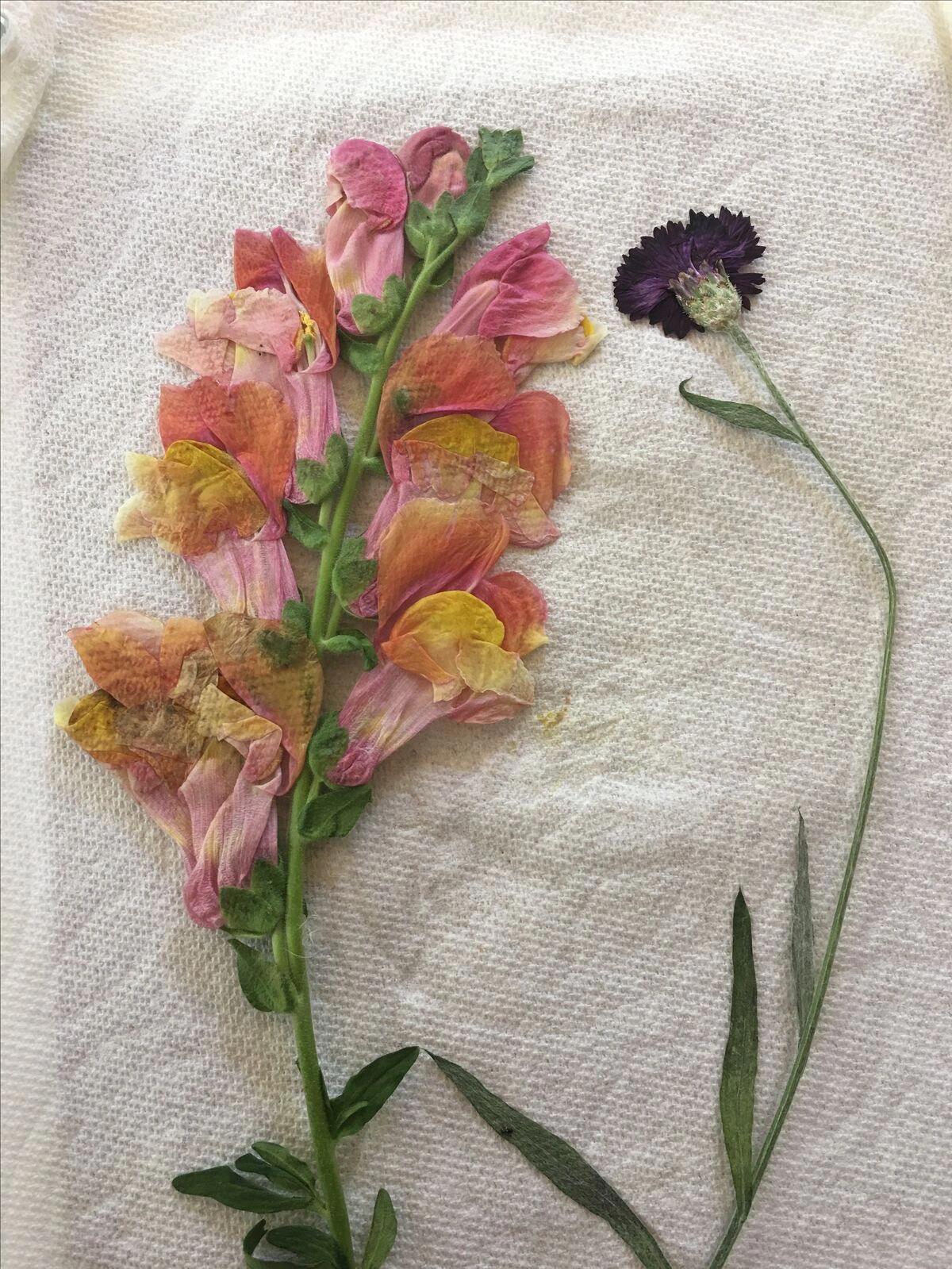 一些压花艺术 