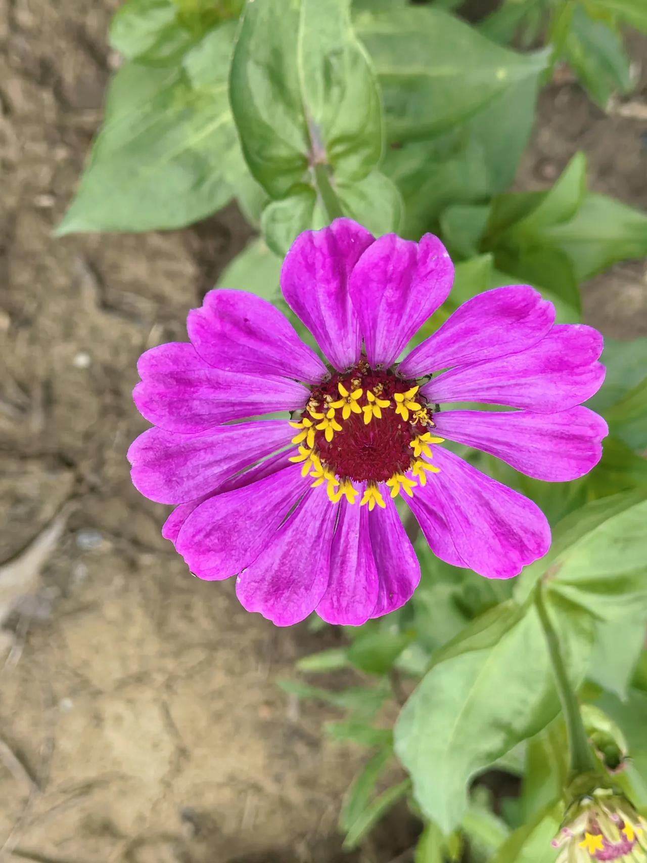 百日菊开了
百日菊，又名百日草、步步高，是阿拉伯联合酋长国的国花。它的花期很长，