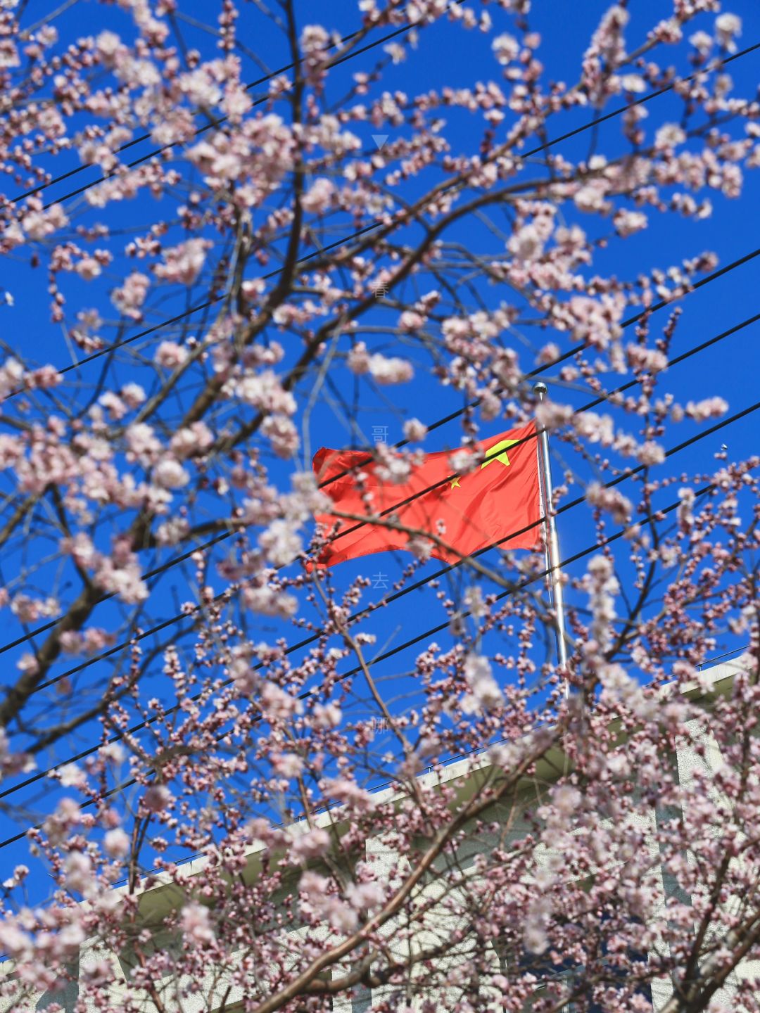 3.13实拍 | 北京最早十里堡桃花终于盛开！