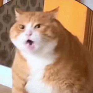 胖猫惊呆了…… ​​​