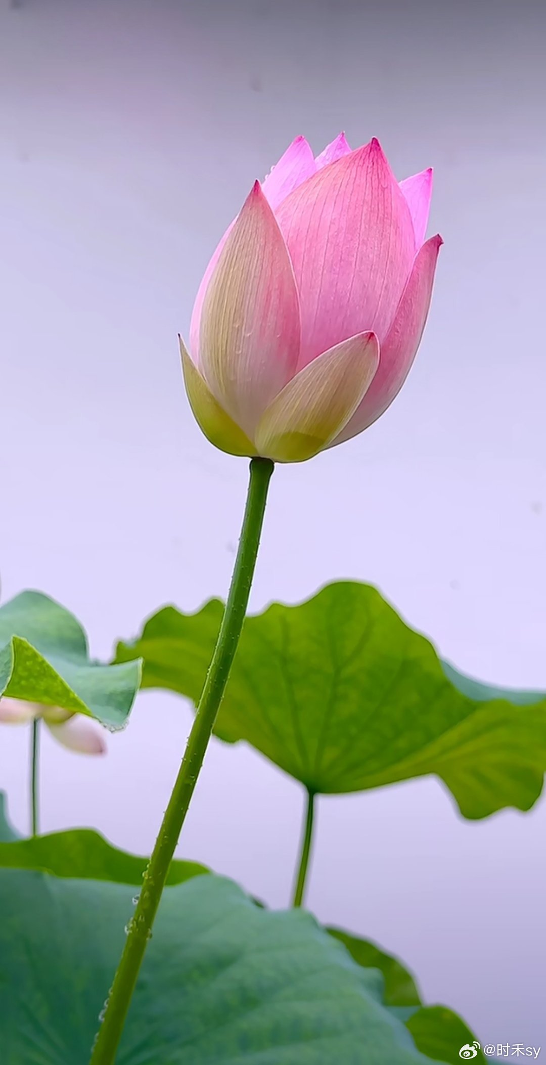 怪不得古人能为荷花写那么多诗，我站在这我也想吟诗两句，奈何没文化只能喊一句：真好