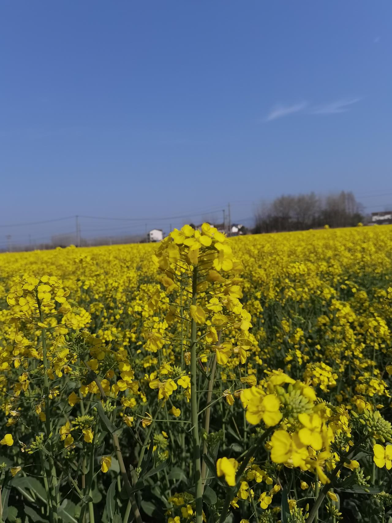 油菜花盛开的季节，田地里一片金色花浪。蜂蝶飞舞，花香鸟语。一派春天的景色！