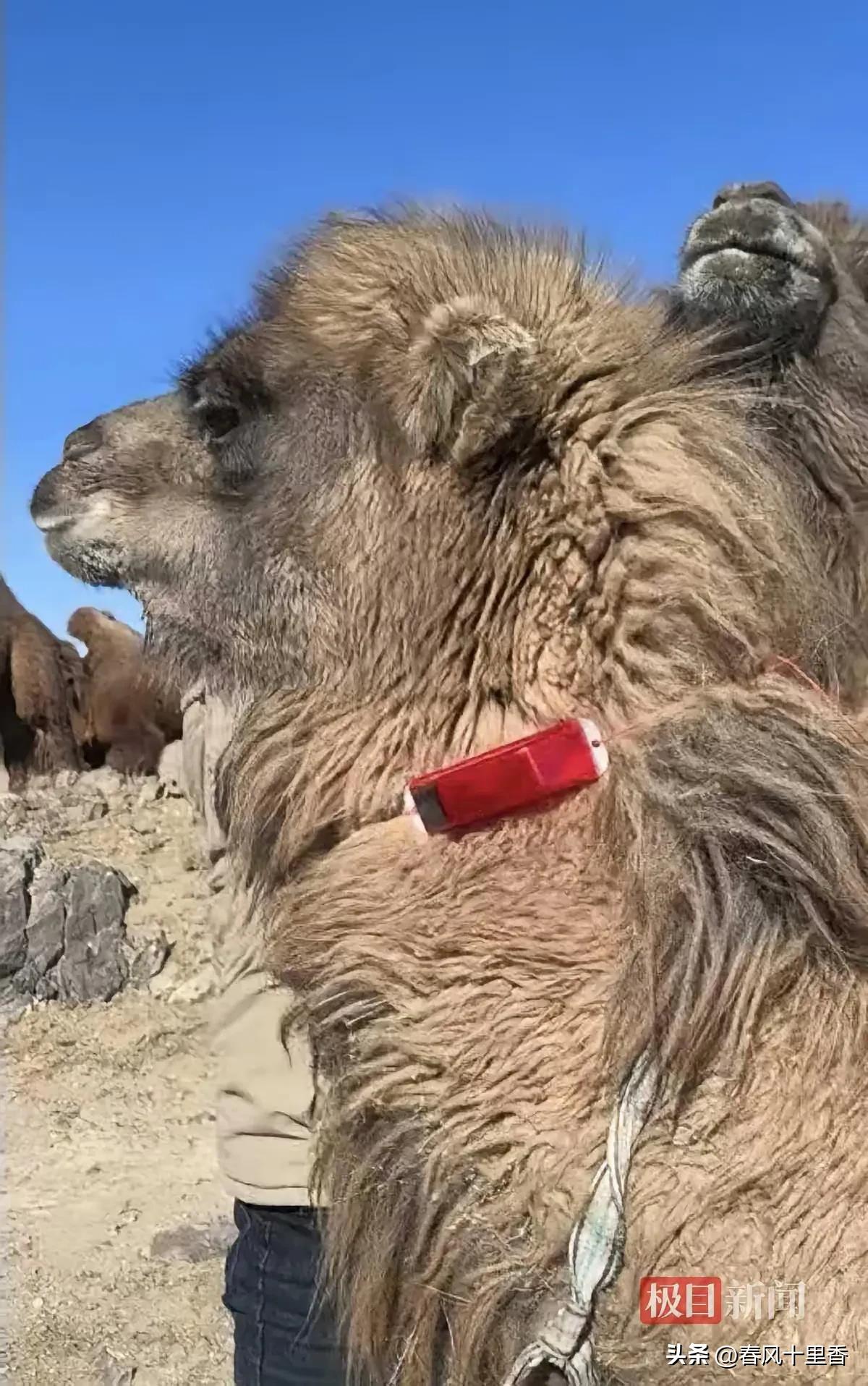 内蒙古包头牧民老石太惨了，三年间23头骆驼被狼咬死，损失约16万，这可是他家五年