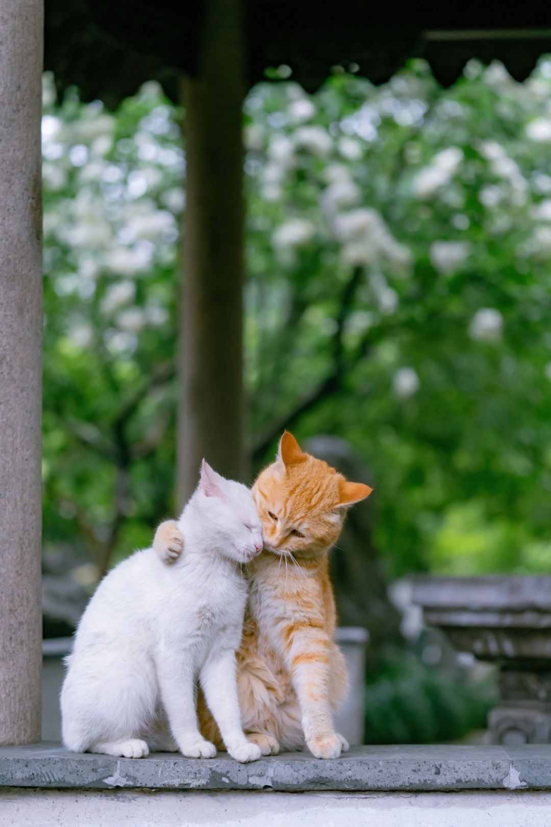 再也拍不出第二次的人生猫片（十三）