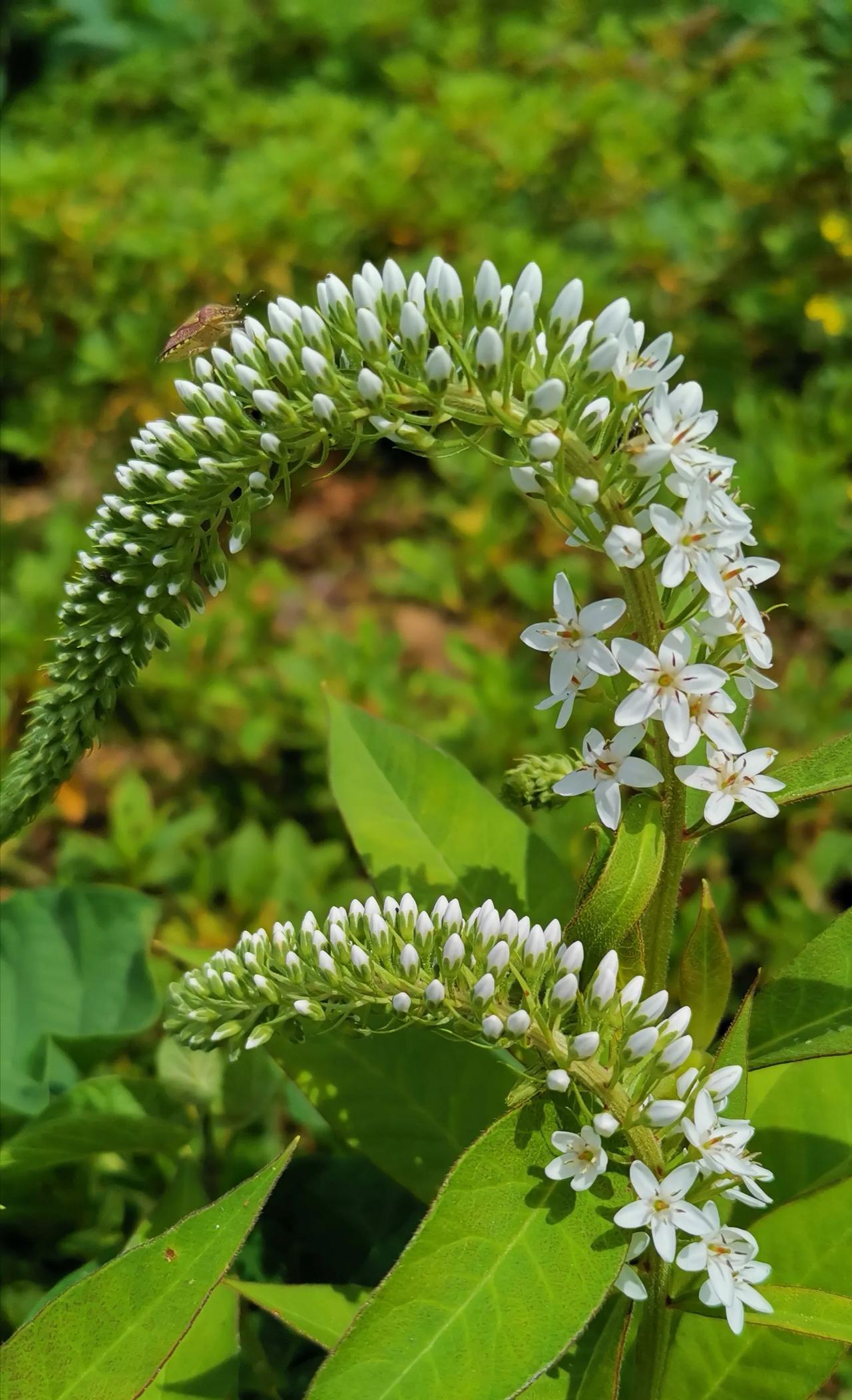 这是什么花？抑或是什么草？