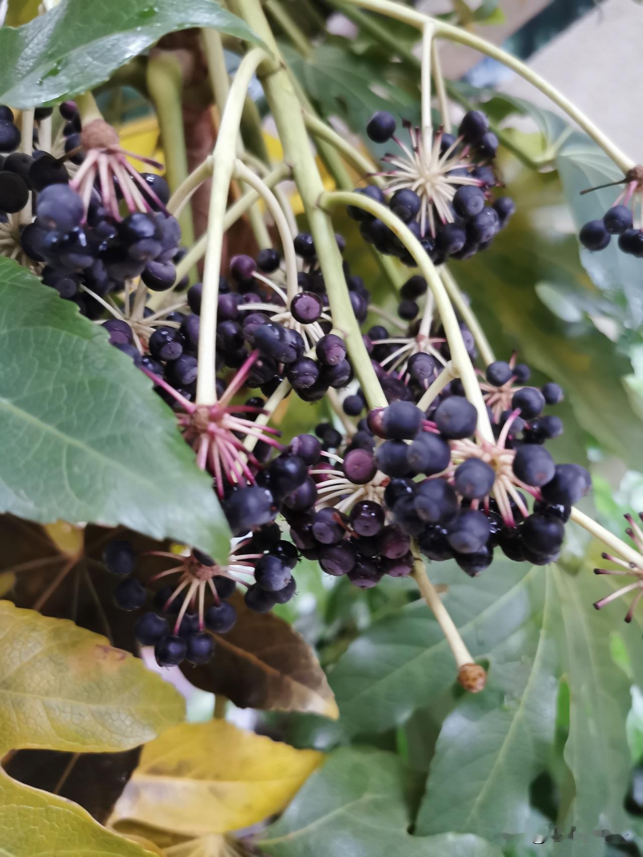 这个在你们那叫什么？