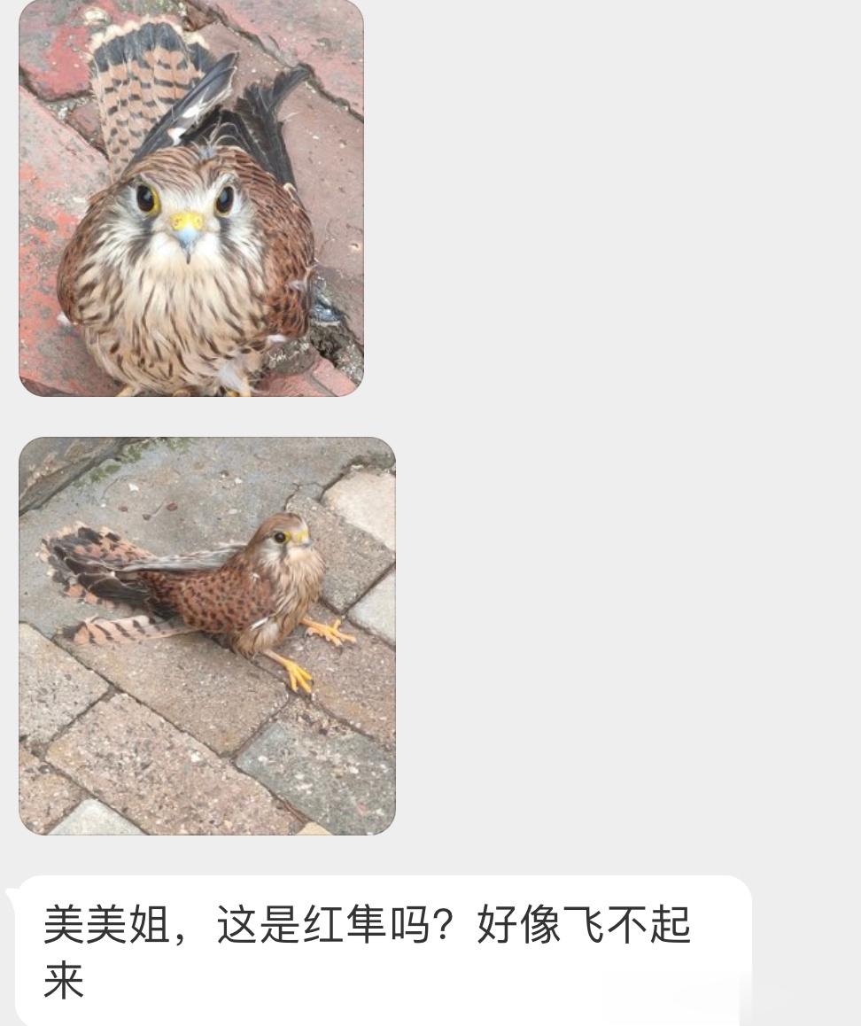 #鸟粉投稿# 一屁股坐地上的【红隼】眼神好呆萌呀  飞不起来的话需要联系警察蜀黍