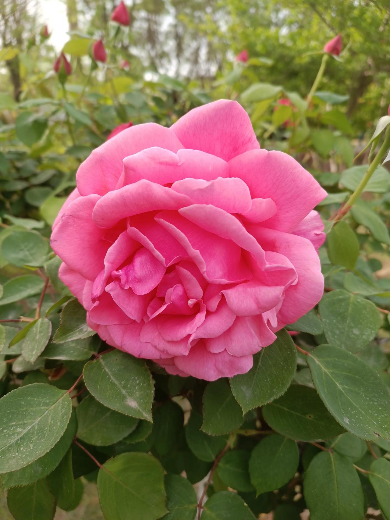 随手拍的月季花，开得又大又红又温柔，层层花瓣裹着春日的浪漫。
不用刻意构图，随手
