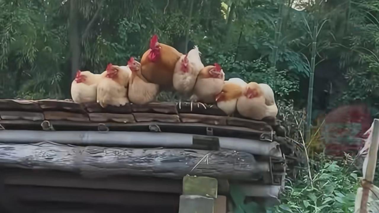 三妻四妾，理想照进现实，鸡生如此圆满