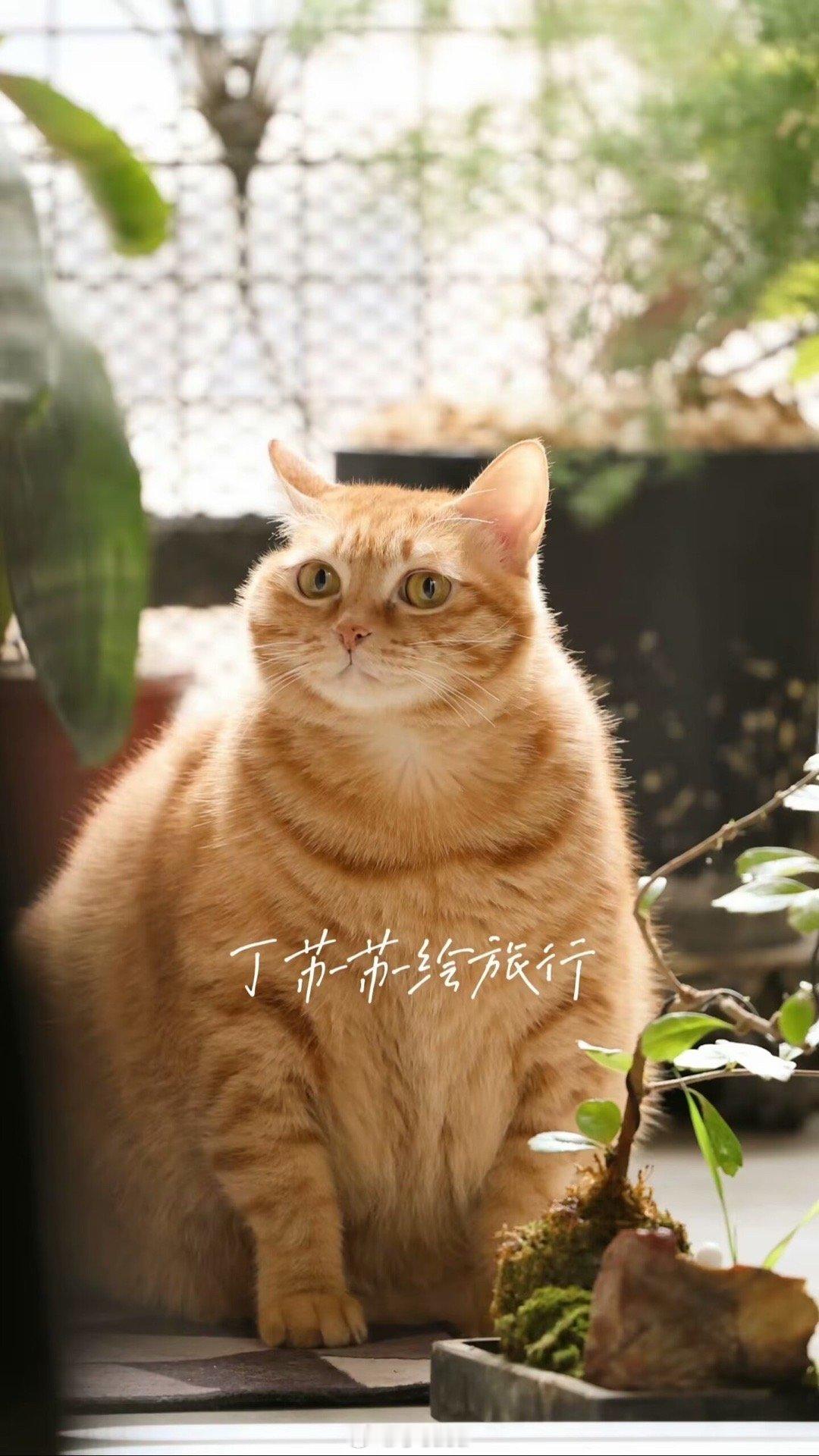 #万物有灵# 我们家咪咪，就是只乡巴佬中华田园土猫。那时是夏天，第一次遇到就是在
