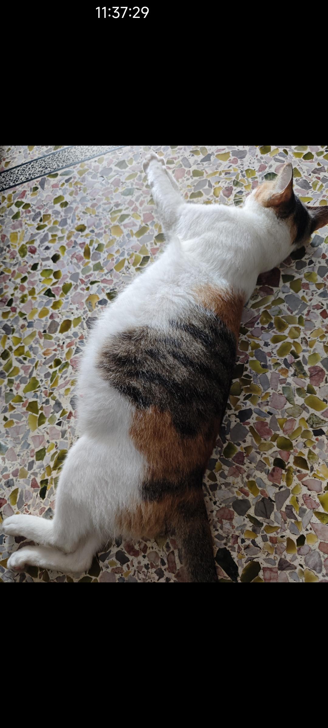 猜猜照片里面有几只猫
猜对的免费送一只