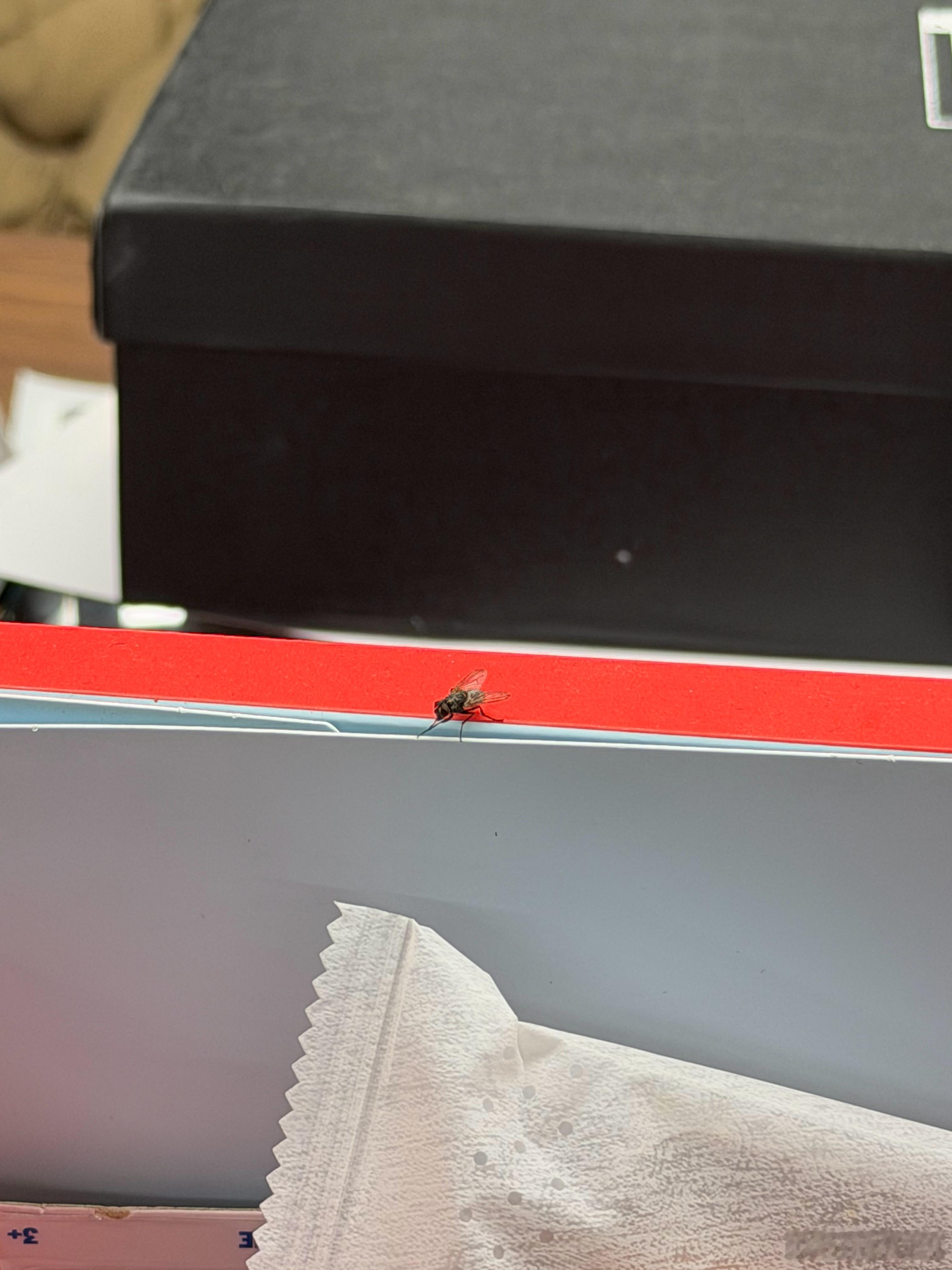 0度的北京为什么还有苍蝇？为什么一直绕着我飞？我又不是没洗澡