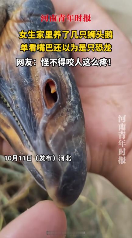 “活久见！”10月11日，河北，一女子在家里养了几只狮头鹅，把大鹅的嘴巴拍到网上