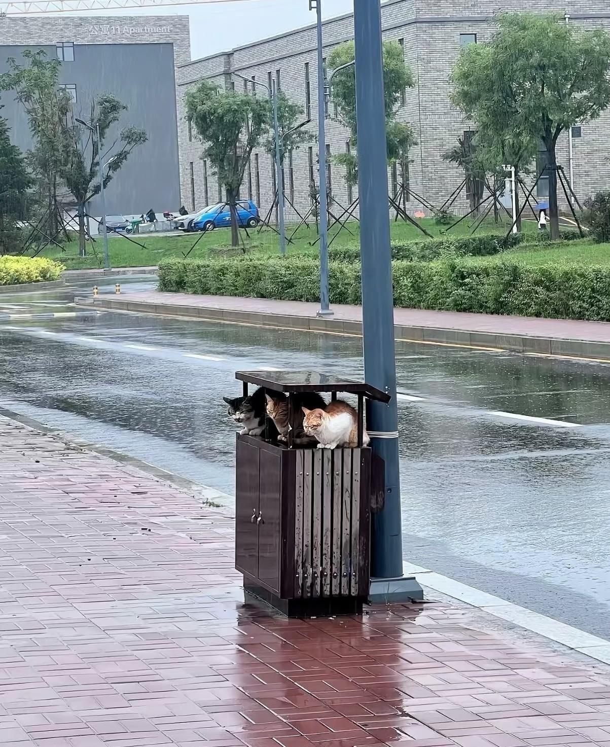 风雨中的流浪猫[流泪]