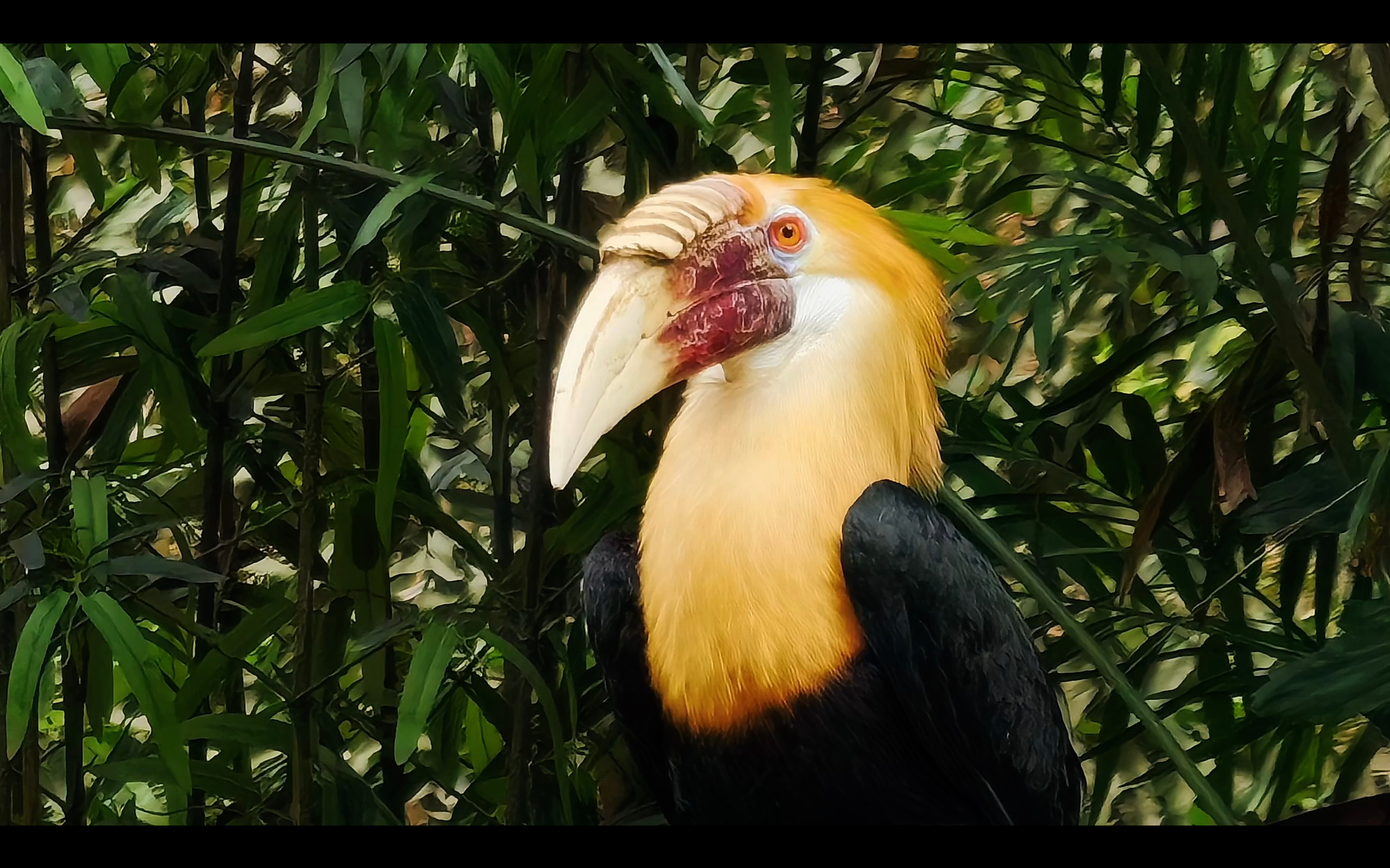 华为Pura 90 Pro Max这2亿长焦不是噱头，超大底传感器实打实能拍。华