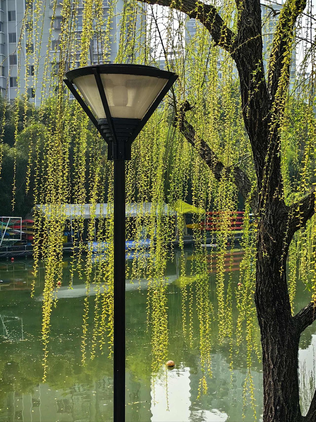 玲珑玉 · 春柳

初染鹅黄，绿还嫩、雨又萧萧。青阳最爱，唤来风暖莺娇。抱玉天成