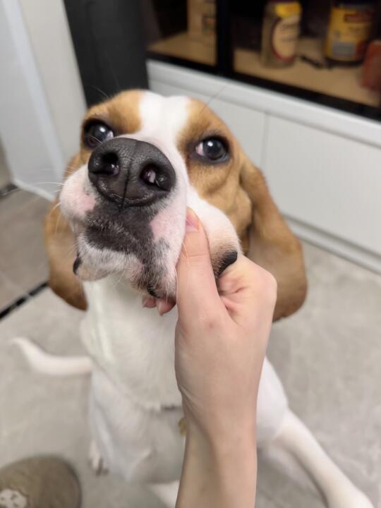 好可爱呀，嘴皮松松的