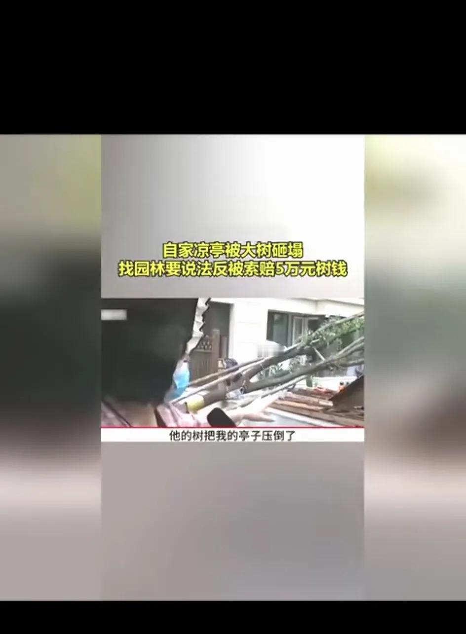大姐家亭子被树压倒了，找园林方反映，园林反而向大姐索赔五万元树钱！大姐知足吧，没