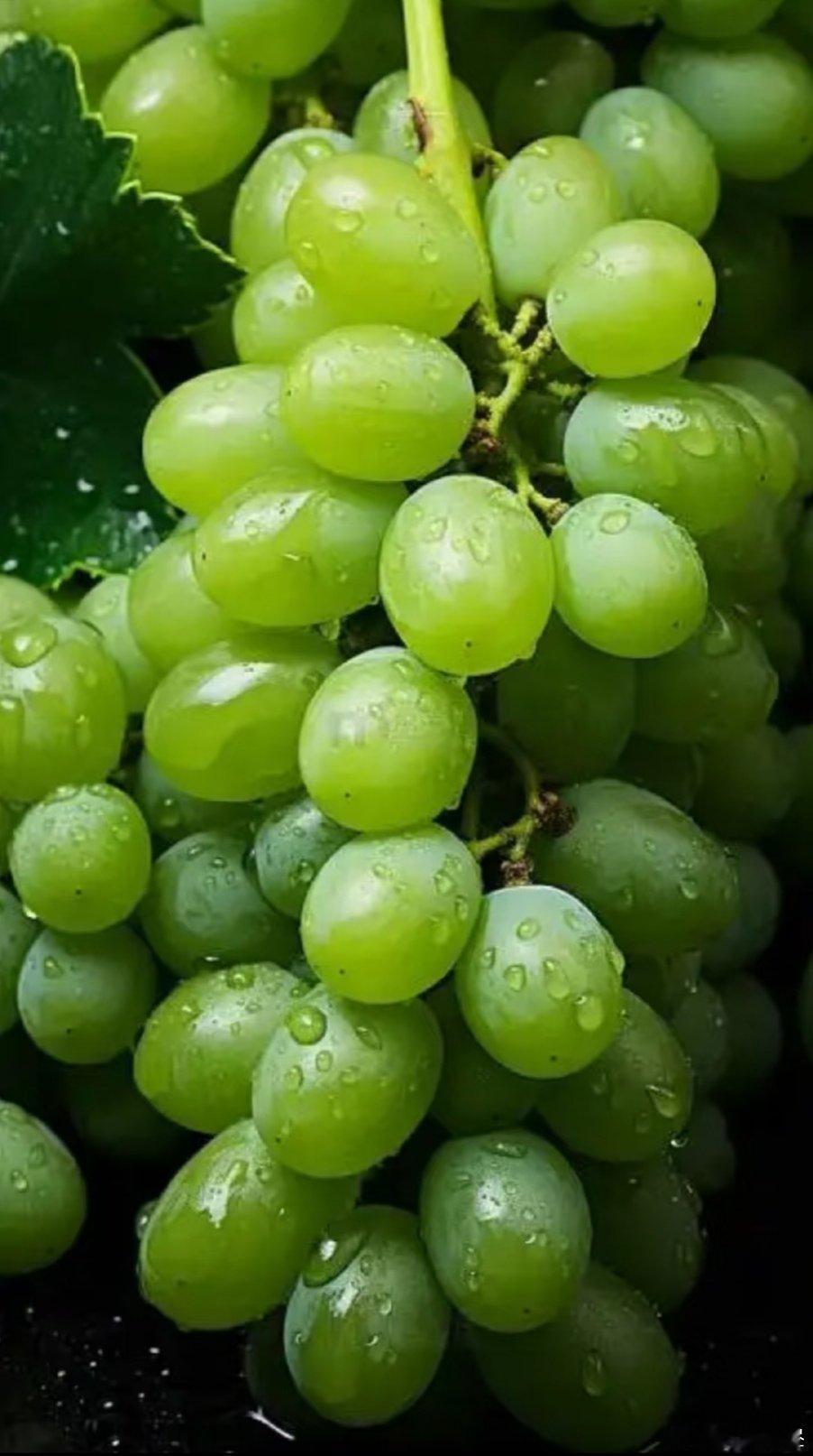 青提的种植方法深耕作：选择排灌方便、土壤肥力较好、通风、光照好的地块。 深翻使土