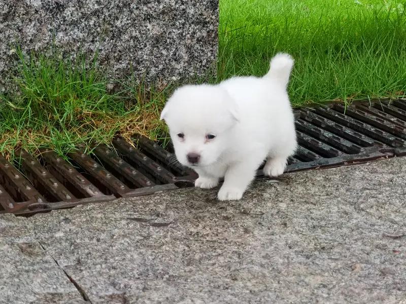 小白看到自己的白月光跟流氓走在一起，不小心看多了几眼，还羡慕地流了口水！流氓把小