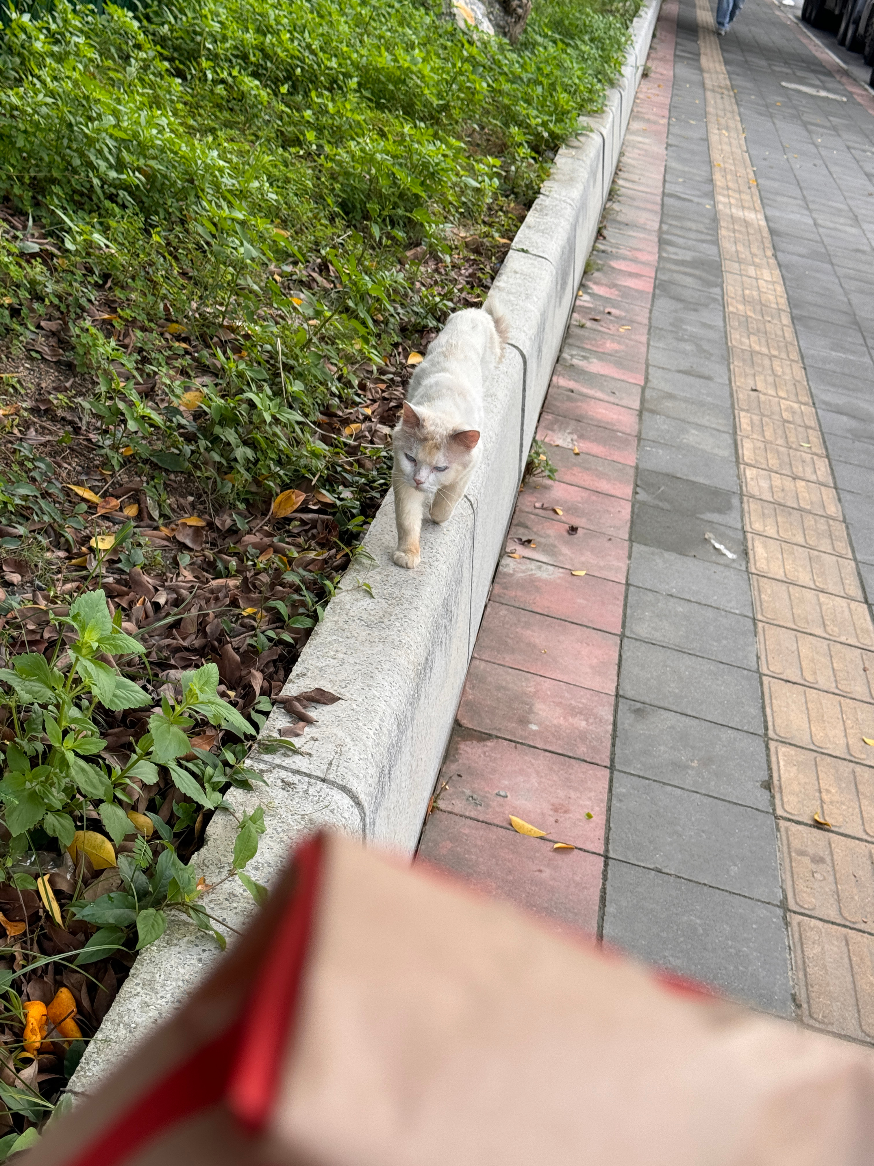 可爱小咪要被我拐跑了[抱一抱] ​​​