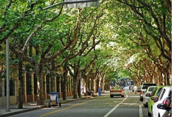 有一个时期，囯外的情报机构会根据中国工厂外的“法国梧桐”林荫大道的梧桐树的数量，