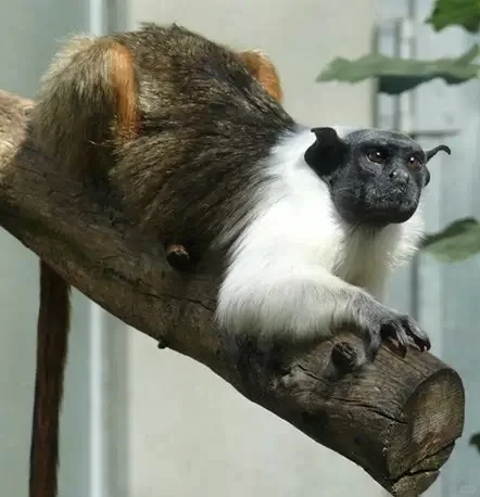 是猫？是狗？是牛？搞错了，这是猴