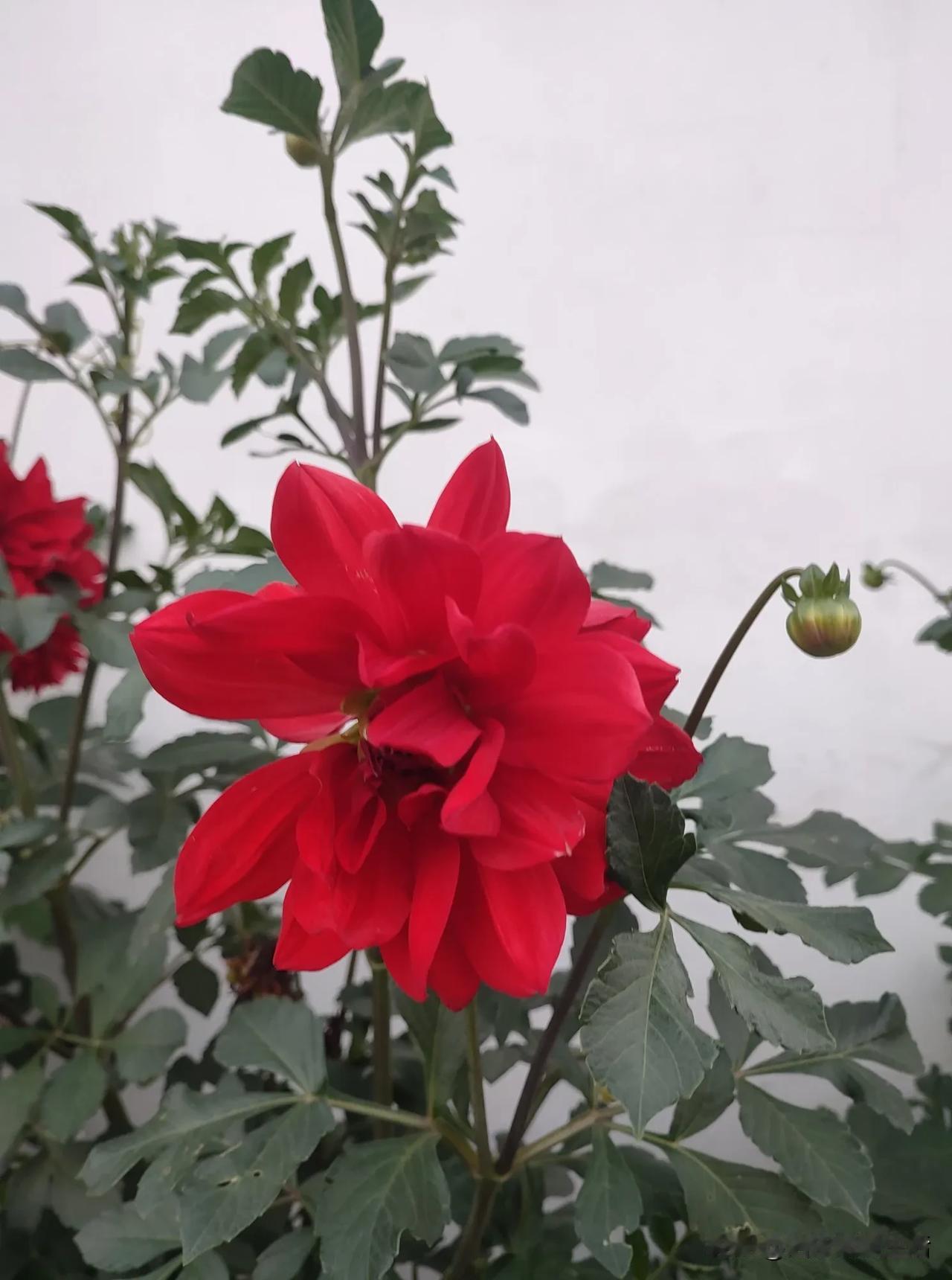 老乡家的花花
 [送自己一朵花] [送自己一朵花] [送自己一朵花]
#秋日生活