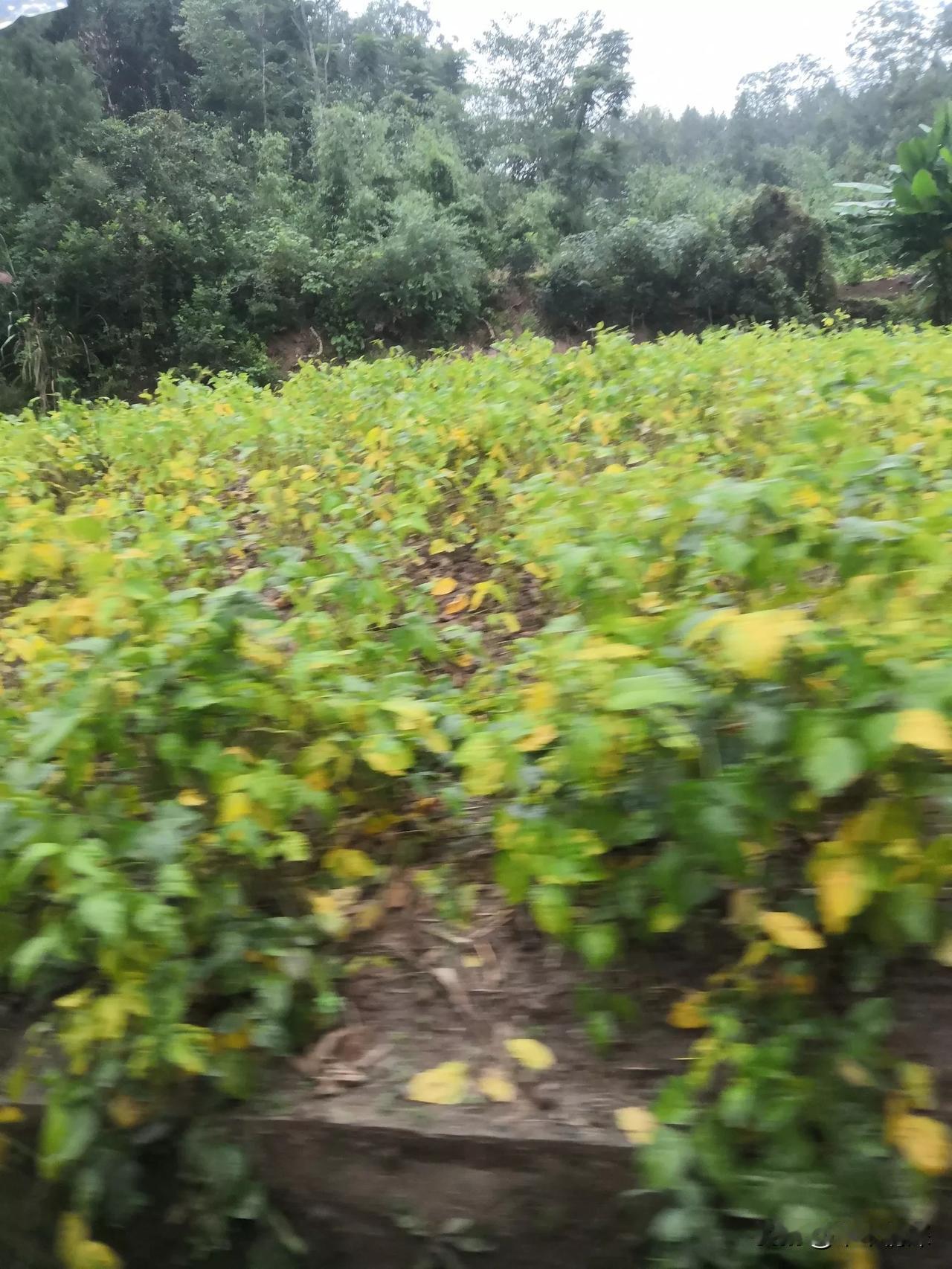 今天笑了吗？今天笑了，由于重阳节的到来，今天主要是在乡镇冯店街上市场去买了菜回来